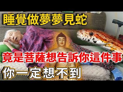 晚上看到蛇代表什麼|【看到蛇是什麼意思】蛇出沒該如何應對？民俗專家：看到蛇必做。